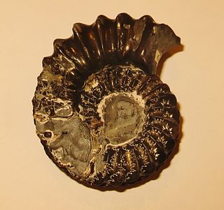 <i>Hecticoceras</i> Genus of molluscs (fossil)