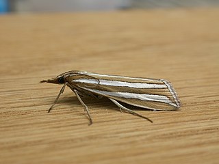 <i>Hednota bivittella</i> Species of moth