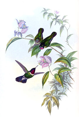 Heliangelus clarisse painted by John Gould