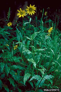 <i>Helianthella quinquenervis</i> species of plant