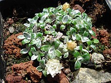 Helichrysum sessilioides 2.JPG