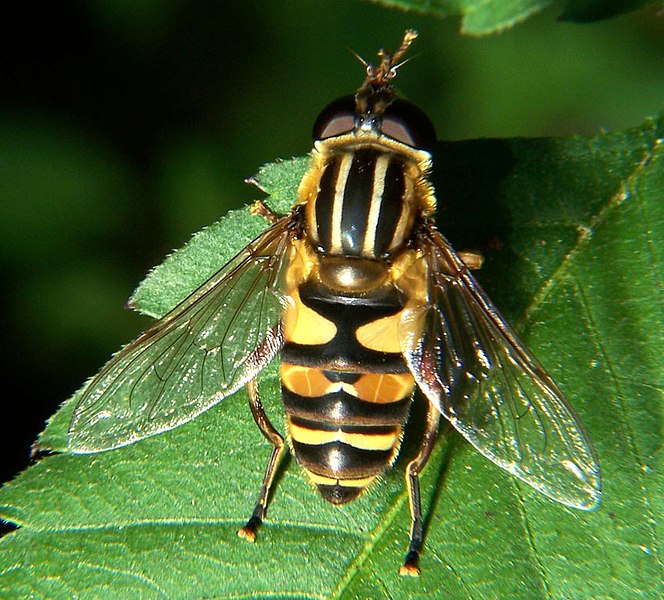 File:Helophilus sp.jpg