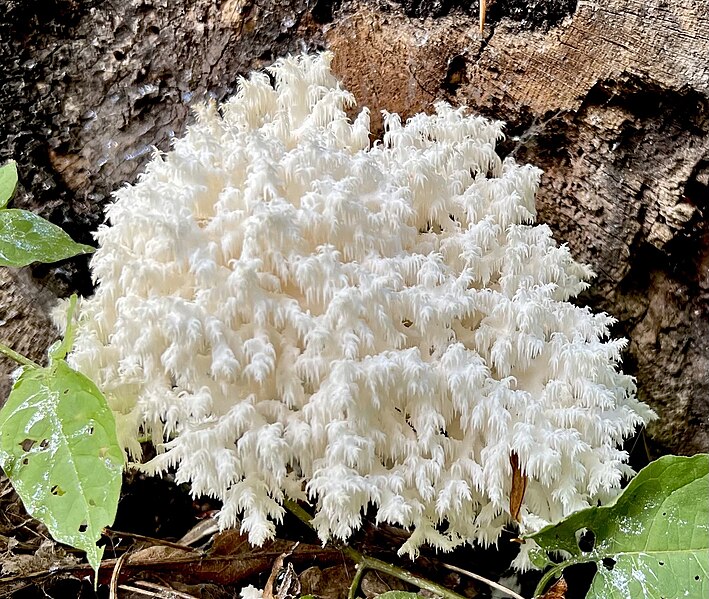 File:Hericium coralloides 312989185.jpg