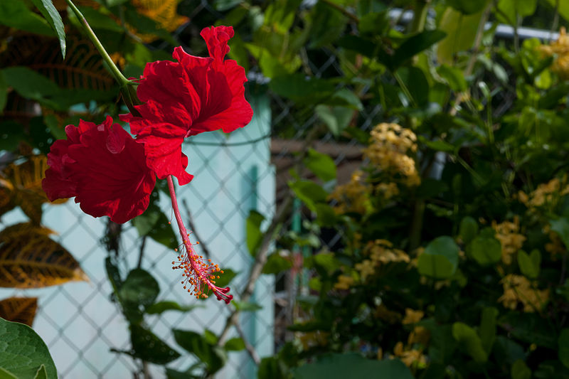 File:Hibiscus red 2.jpg