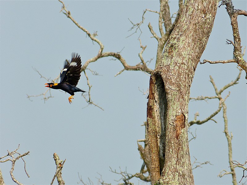 File:Hill Mynah (Gracula religiosa) leaving its nest (8064094923).jpg