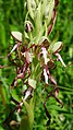 Himantoglossum hircinum Germany - Rottenburg am Neckar