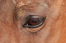 A horse's eye, showing lashes Horse eye 5196.jpg