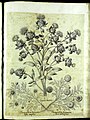 Hortus Eystettensis, Vorzeichnungen (MS 2370 2952770) -Aestiva,11,3.jpg
