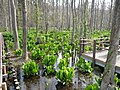 2017年5月18日 (木) 12:08時点における版のサムネイル