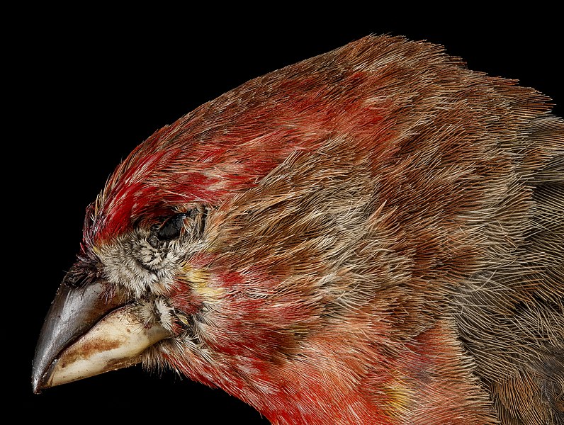 File:House Finch, M, side of face, Convention Center, 5.25.12 2013-04-12-14.15.04 ZS PMax (8647208012).jpg