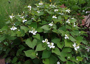 Descrizione dell'immagine Houttuynia cordata - Parc floral.JPG.