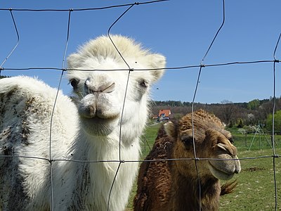 Two camels, Hulín