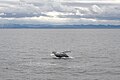 Humpback whale, Faxaflói Bay, Iceland, 20230507 1029 5618.jpg