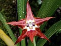 Huntleya burtii flower