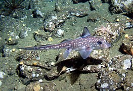 Spotted ratfish