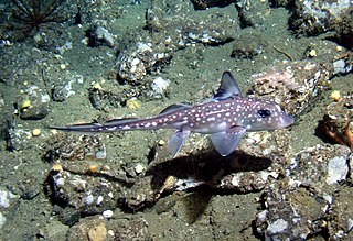 <span class="mw-page-title-main">Chimaera</span> Cartilaginous fish in the order Chimaeriformes