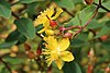 Hypericum pseudohenryi 002 GotBot 2016.jpg