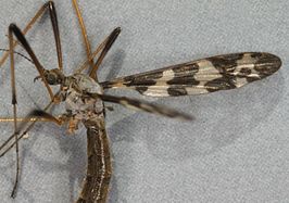 Idioptera linnei