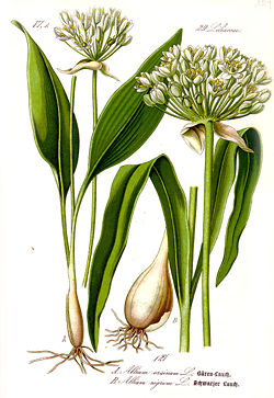 Tétes pi cosses d'Allium ursinum