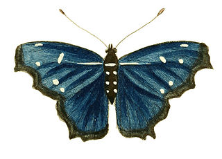 <i>Myscelia orsis</i> Species of butterfly