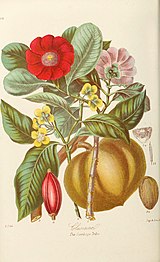 Illustrations of the natural orders of plants with groups and descriptions (Pl. 34) (6059033120).jpg