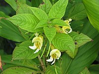 Impatiens scabrida