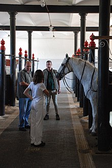 Equestrian tourism at the Lipica stud farm. In The Stables (539062835).jpg
