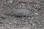 Thumbnail for File:Inca Dove (33839362882).jpg