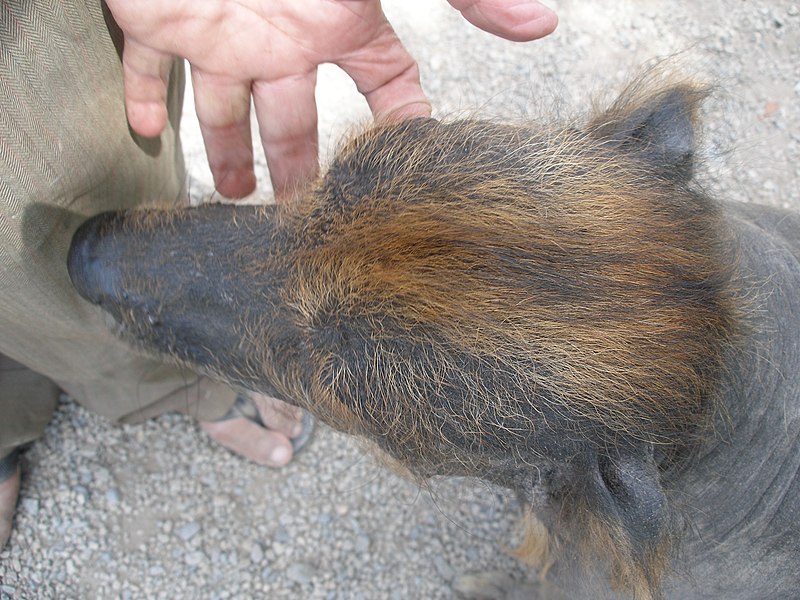 File:Inca Hairless Dog (105128551).jpg