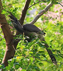Indian grey hornbill Indian Grey Hornbill India.jpg