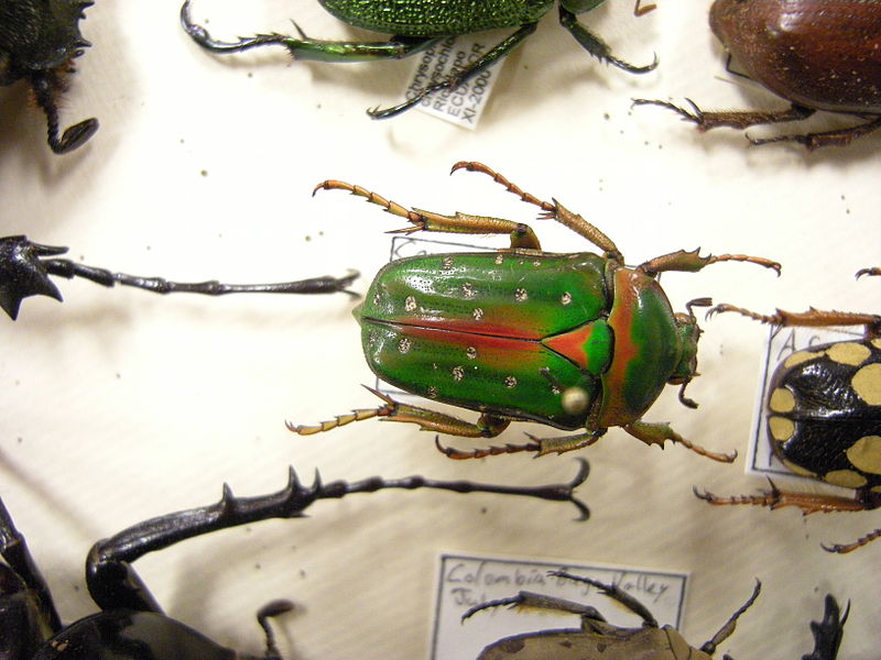 File:Insect Safari - beetle 18.jpg