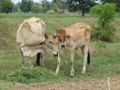 Domestic Cattle in Thailand
