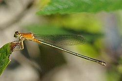 En hona av Ischnura senegalensis