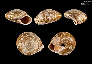 <i>Isomeria</i> Genus of gastropods