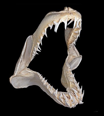 File:Isurus oxyrinchus Machoire.jpg