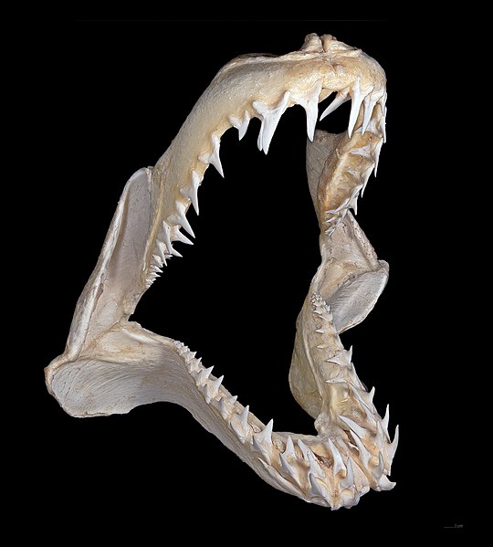 File:Isurus oxyrinchus Machoire.jpg