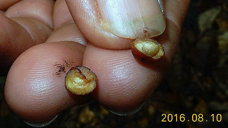 File:Ixora grandifolia Müll.Arg. - Flickr - Alex Popovkin, Bahia, Brazil (1).jpg