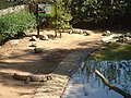 Área dos jacarés no Zoológico de São Paulo