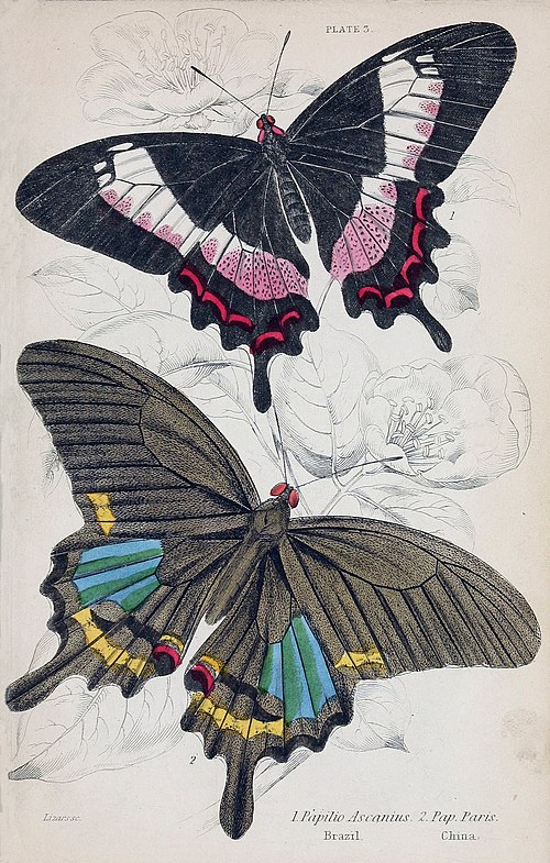 1. Papilio Ascanius. Brazil. 2. Pap. Paris. China.