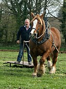 Démonstration de maniabilité à la voix à Plougras (22). Le meneur n'utilise que sa voix pour faire bouger son cheval de 800 kg.