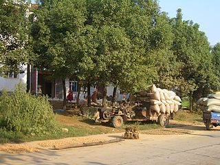 <span class="mw-page-title-main">Postharvest</span> Stage of crop production immediately after harvest