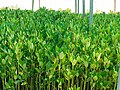 Mangrove tree nursery