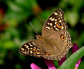 Junonia lemonias (Lemon Pansy) , wet-season-form