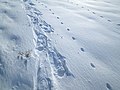 Just me and the foxes using this trail (16713574187).jpg