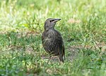 Thumbnail for File:Juvenile European starling (10752).jpg