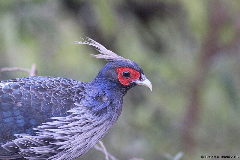 Restr:Kalij Pheasant (male).JPG