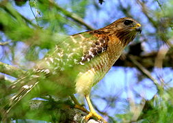 Kanapaha Botanical Gardens, Gainesville, FL, 2008-yil