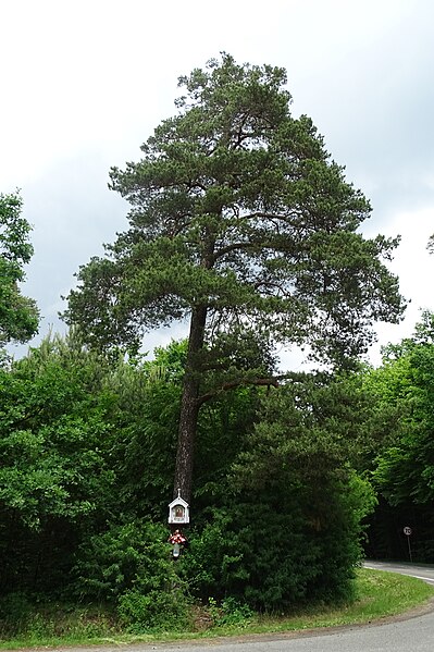 File:Kapliczka skrzyżowanie ul. Częstochowskiej w Siedlcach i trasy 793.jpg