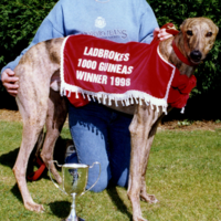 1998 winner Killeacle Tiger Killeacle Tiger 1998 Guineas winner, greyhound racing.png