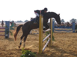 Překážky V Jezdeckém Sportu: Parkur, Steeplechase, Cross-Country